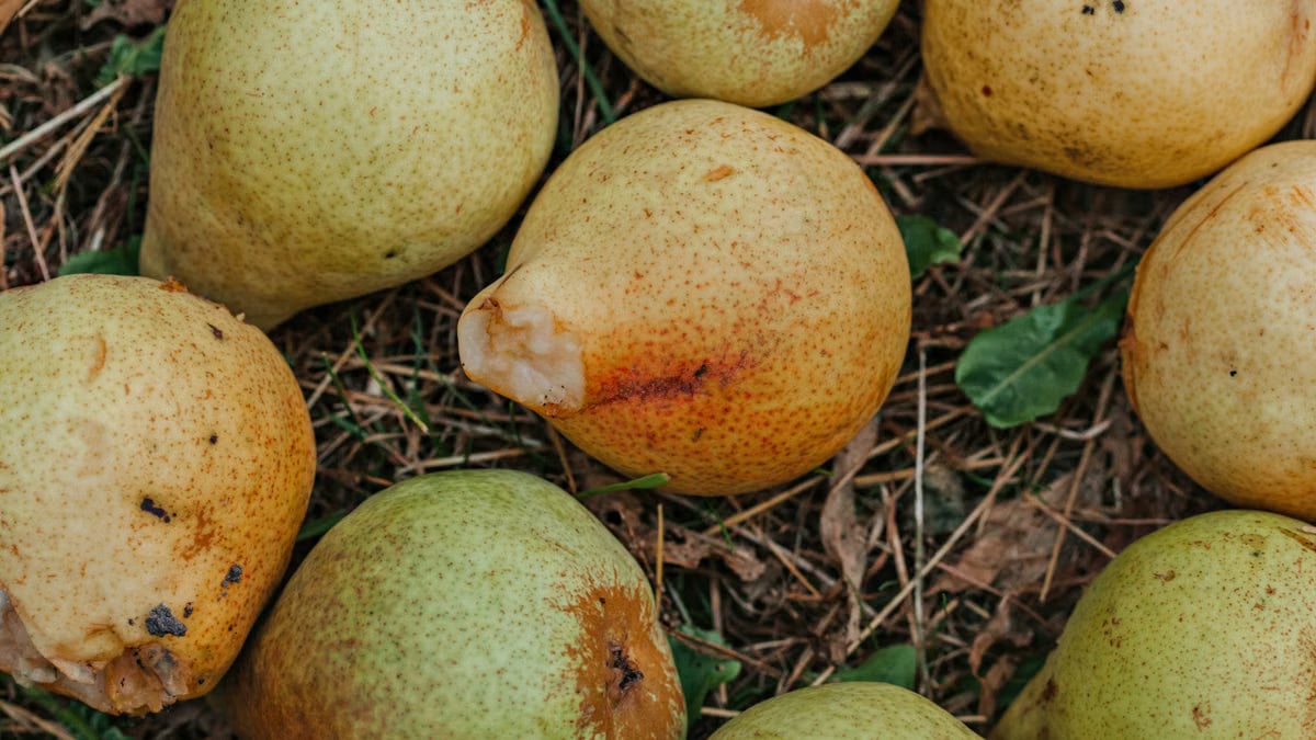 Close-up shot of freshly fallen ripe pears on grass with natural textures.